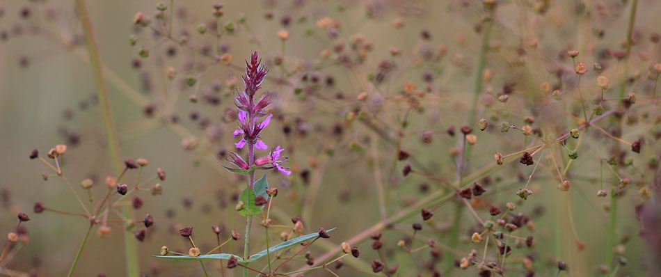 Bloem in het herstelde gebied