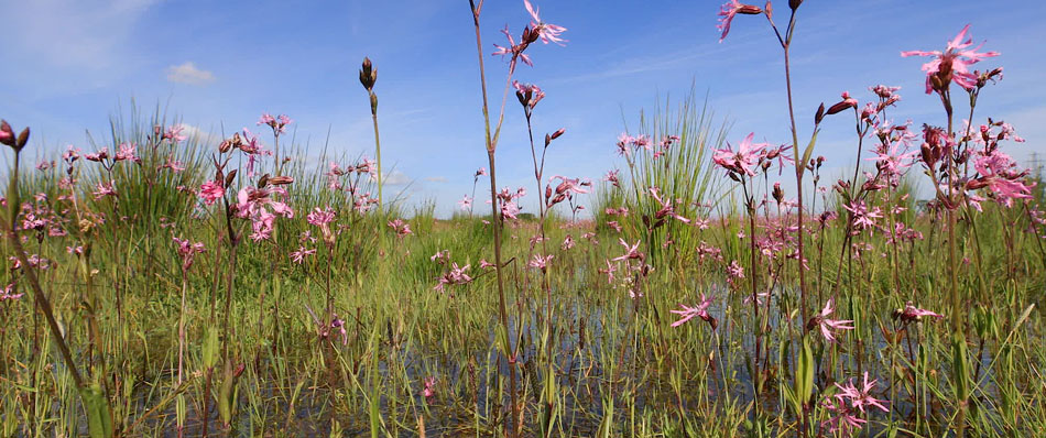 Bloemrijk hooiland