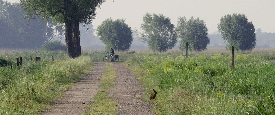 Haas en fietser